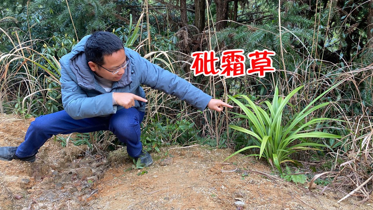 这种植物有剧毒,老一辈人把它叫做"砒霜草",遇见它一定要远离