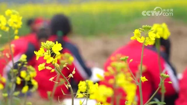 湖南怀化:走进“田野诗班”的春天