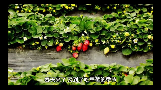 春天来了吃草莓季节