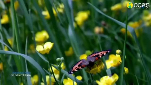 经典音乐《The Colour Of Spring》心中有景,花香满径