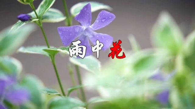 歌曲《雨中花》(耿长生作词、刘林平作曲、崔叶华演唱) ‖ 放歌东方