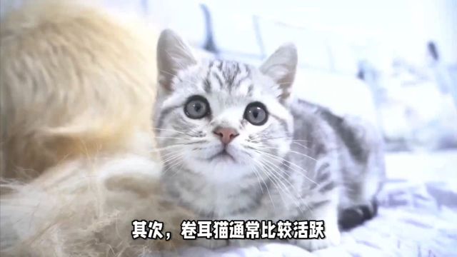 福派斯手把手教你为美国卷耳猫选猫粮 