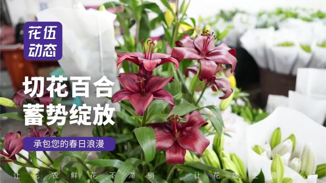 百合小课堂开课啦!深耕20多年的百合种植户为你答疑解惑.