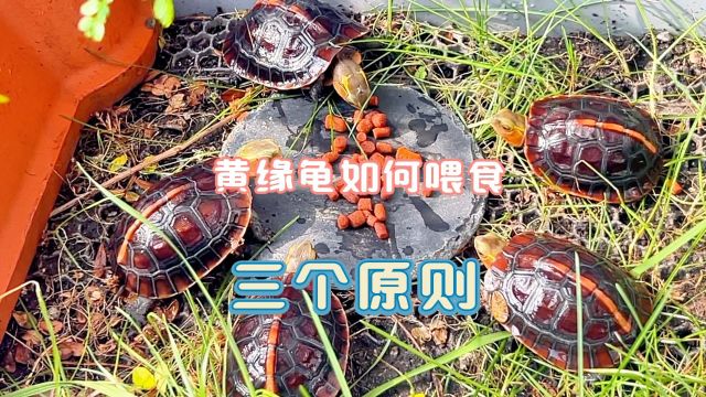 第十集 ▏黄缘龟如何喂食?三个原则!