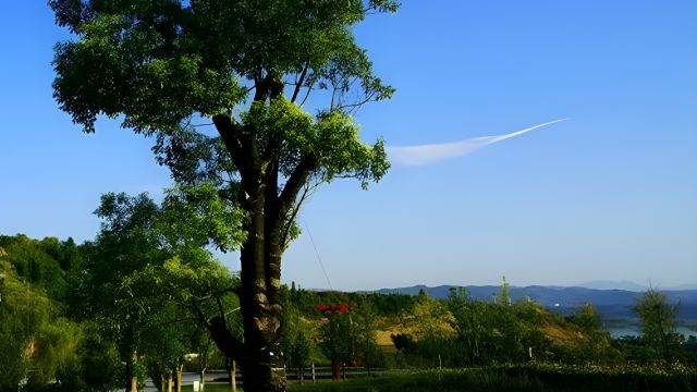 因遮挡视野,一餐厅擅自砍伐上海外滩7株香樟树被罚47万余元