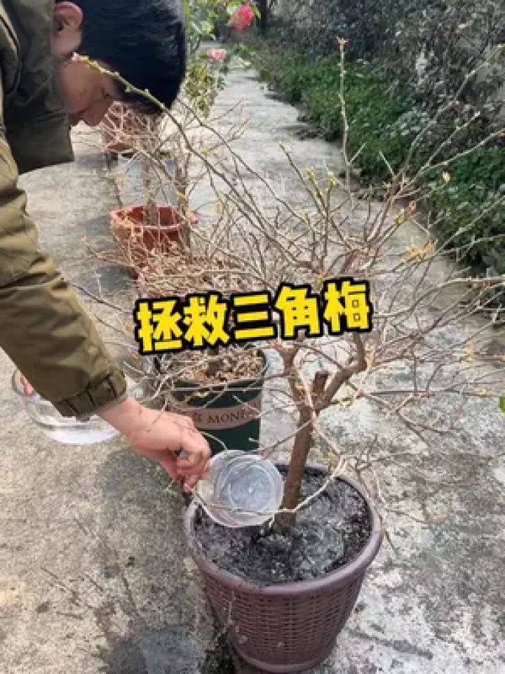 冬天把三角梅养成这鬼样的,赶紧试试~ #三角梅 #养花小知识
