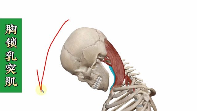 【胸锁乳突肌】3D解剖——头晕头痛、眼眶痛、本体感觉紊乱的重要肌肉!4个方面全方位讲解——天下明医平台简灵奇针