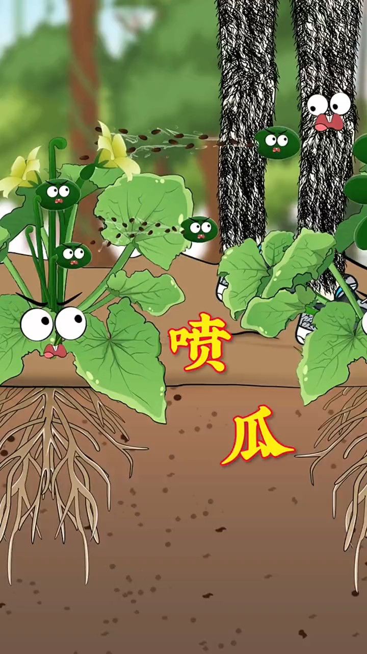 你知道喷瓜是怎么播种的吗?