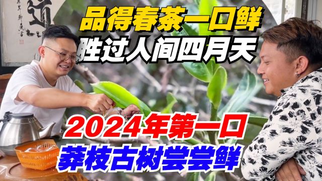 品得春茶一口鲜,胜过人间四月天!2024年第一口莽枝古树尝尝鲜!