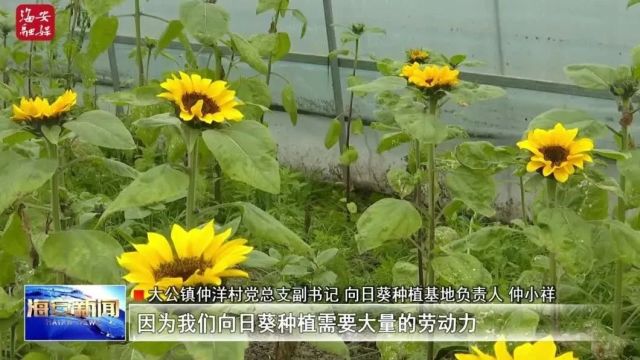 供不应求!向日葵开出“花样”致富路