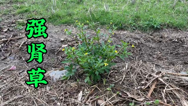 田埂边不起眼的“强肾草”,却有很多外地人不了解它,赶快认识下