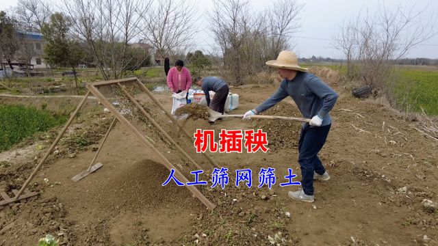 机插秧需用特定土壤,通过人工筛网筛土,准备覆土与盖土