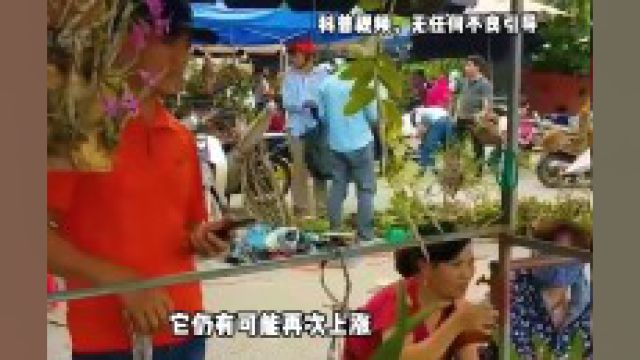 曾千元一斤买不到,如今沦为地摊货,铁皮石斛为何跌下神坛? 3