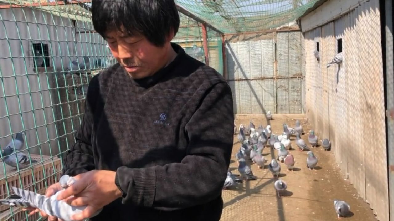 欣赏农民养鸽名人家的精品鸽,他也是我们这的养鸽大户,品种齐全