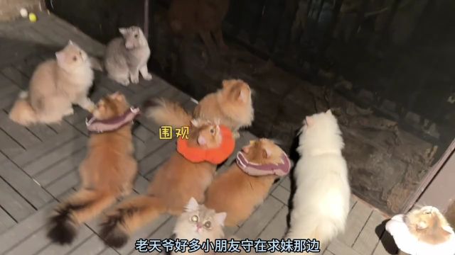 猫舍资产盘点来啦!