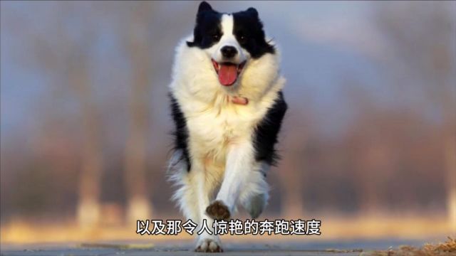 边境牧羊犬