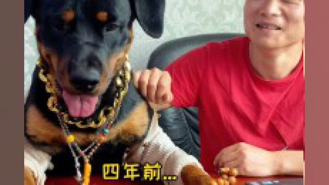 四年了,唯一不变的就是守财奴罗威纳护卫犬