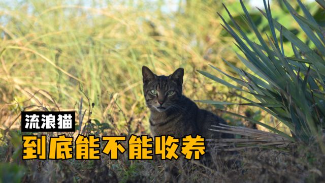 流浪猫到底能不能收养?