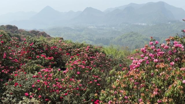 百里杜鹃普底景区醉九牛(2)