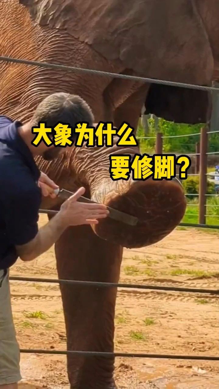 大象也需要修脚,这个过程还是挺解压的