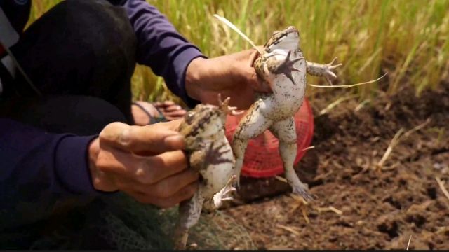 小时候在田里抓《鸡》的场景,你还记忆犹新吗?