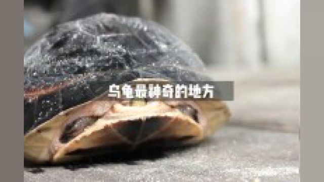 乌龟最神奇的地方神奇乌龟海龟神奇动物涨知识海洋生物