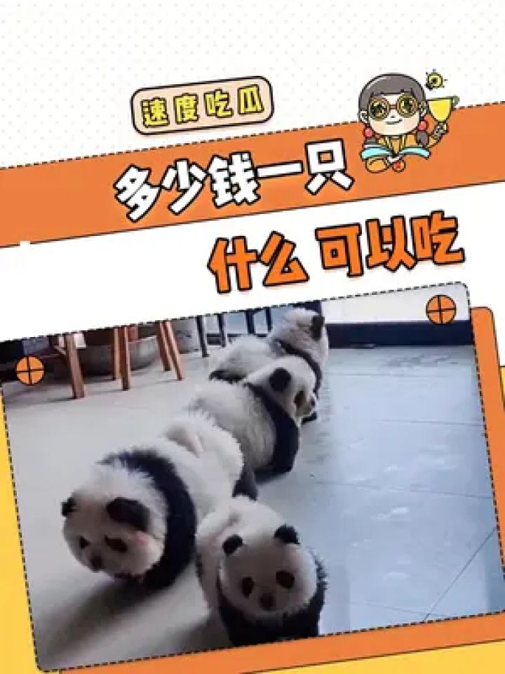 可以吃!#松狮犬 #松狮熊猫犬 #搞笑