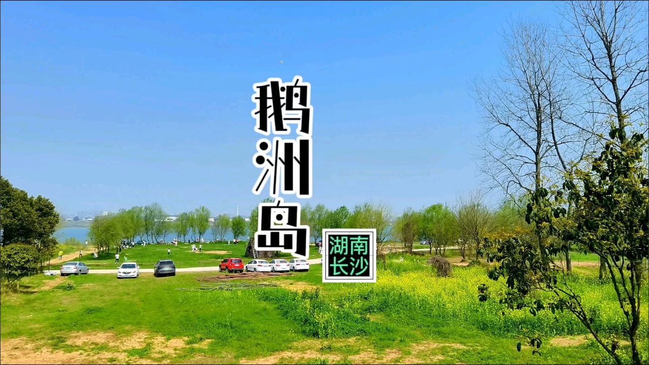 长沙岳麓区鹅洲岛游记#南坡先生读书旅行