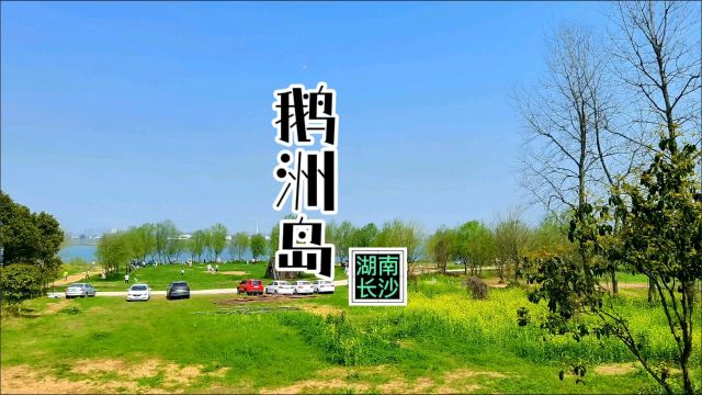 长沙岳麓区鹅洲岛游记#南坡先生读书旅行