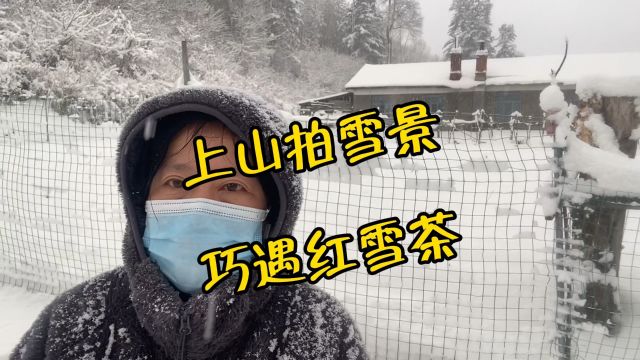 今天上山拍雪景,巧遇红雪茶,随手一拍