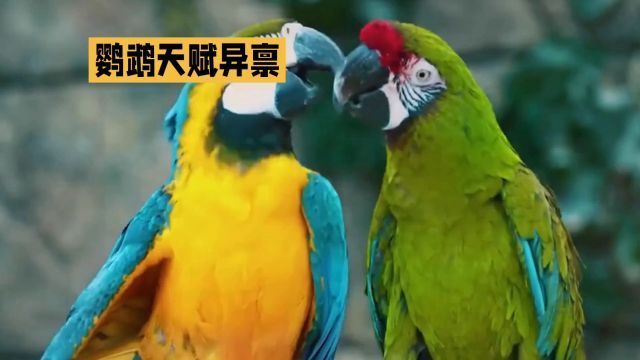 鹦鹉中的“语言天才”:如何培养鹦鹉的语言能力