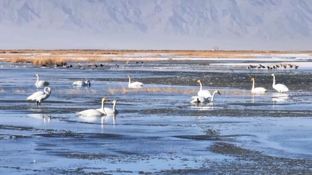 北归候鸟“先头部队”抵达苏干湖湿地 选一帧画面当壁纸吧