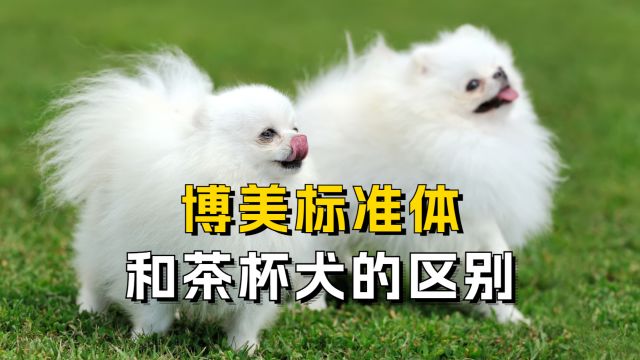 博美标准体和茶杯犬很像?但其实有很大区别!