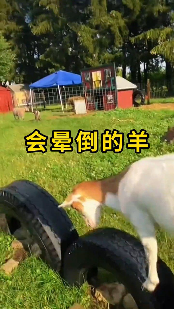 晕倒羊,受到惊吓就会晕倒!