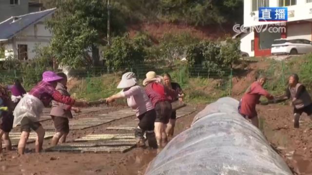 重庆潼南:水稻种植预计超39万亩,抢抓农时忙育秧