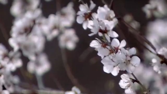 看着曲江岸边的花飞花落,杜甫仿佛看到了即将离去的春天难以抓住