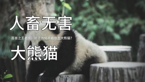 百兽之王老虎、狮子为何不敢攻击大熊猫？_高清1080P在线观看平台_腾讯视频