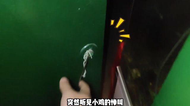 半夜突然听见小鸡惨叫,完全密闭的爬虫箱,它是怎么进去的? 