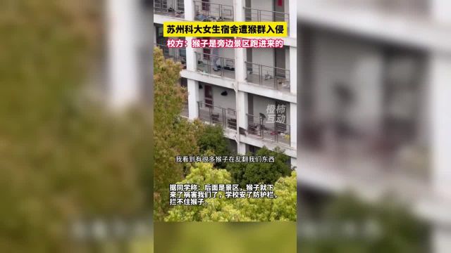 “把东西交出来!”苏科大女生宿舍有猴群入侵 校方:猴子是旁边景区跑进来的