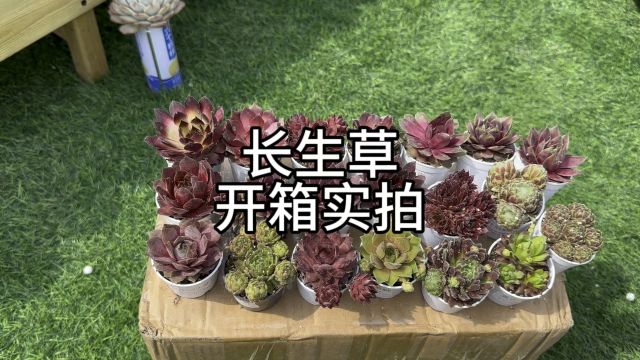 29.9买了一大箱2不同品种的长生草,足足20个品种,开箱实拍看看值不值#我的多肉花园