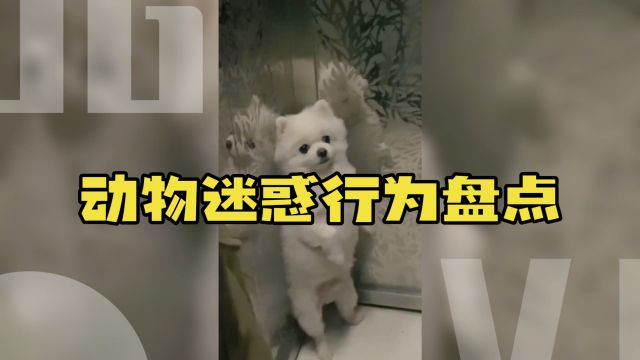 动物迷惑行为盘点:这是真的狗啊