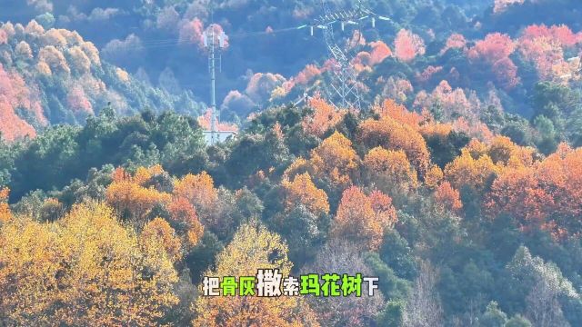 春天能看到漫山彩林,是独属于盐源的浪漫!听欣赏盐源卫城镇万亩春天彩林.一首写给自己的歌!只要登高望远,枯木终将会逢春.彩林