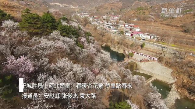 千城胜景|河北赞皇:春暖杏花繁 赞皇踏春来