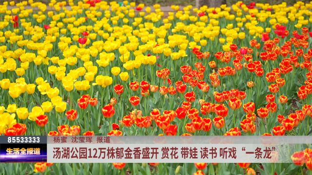 汤湖公园12万株郁金香盛开 赏花、带娃、读书、听戏“一条龙”