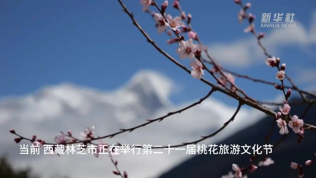 文旅新探|西藏林芝桃花行