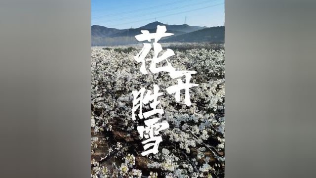 北京市顺义区龙湾屯镇千亩梨园位于山里辛庄南,千亩梨花如约绽放,十里花海银装素裹