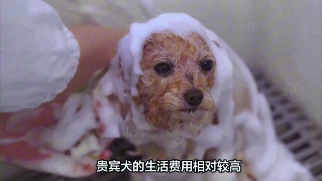 贵宾犬:常见病,对家庭环境、空间大小、生活费用的要求!