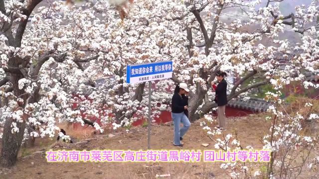 济南市莱芜区:万亩梨花白如雪 踏春赏花正当时