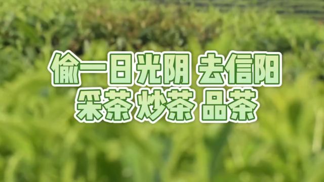 偷一日光阴去信阳 采茶 炒茶 品茶 信阳毛尖属绿茶类,是中国十大名茶之一,其主要产地在信阳市.