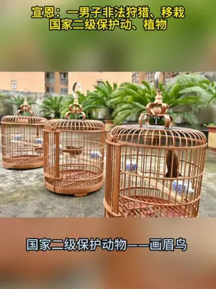4月19日,宣恩一男子非法狩猎,移栽国家二级保护动物,画眉鸟3只,蕙兰10